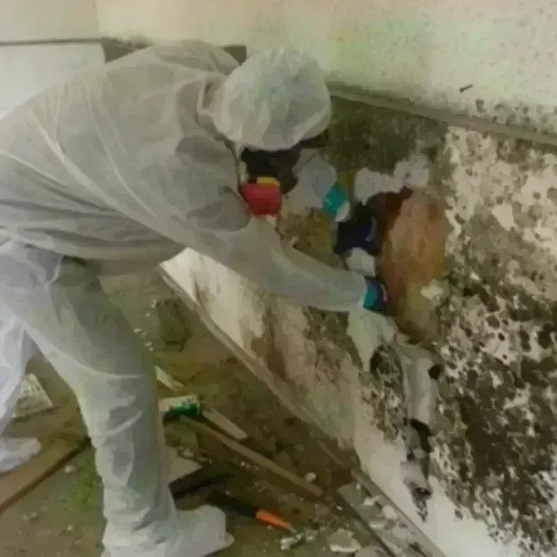 Mold Remediation and Removal in Woodstock, VA